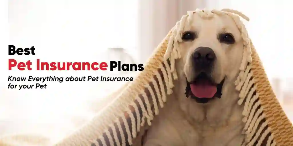 Top Pet Insurance Plans to Keep Your Animal Covered