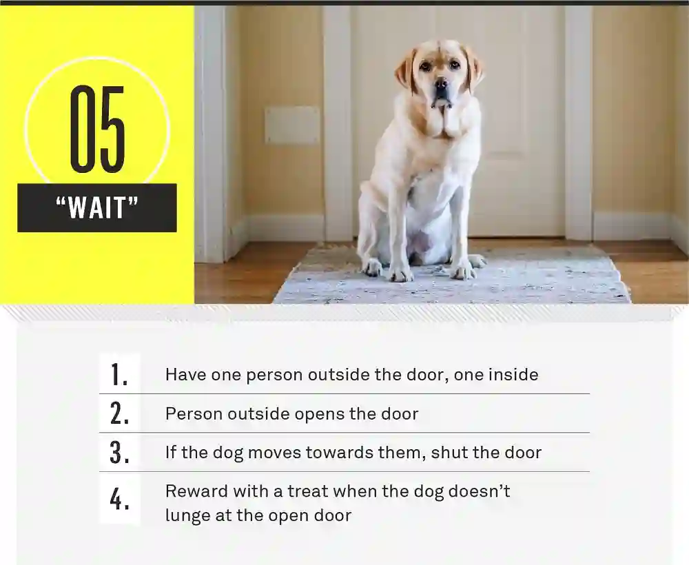  How to Teach Your Dog Basic Commands for Better Behavior