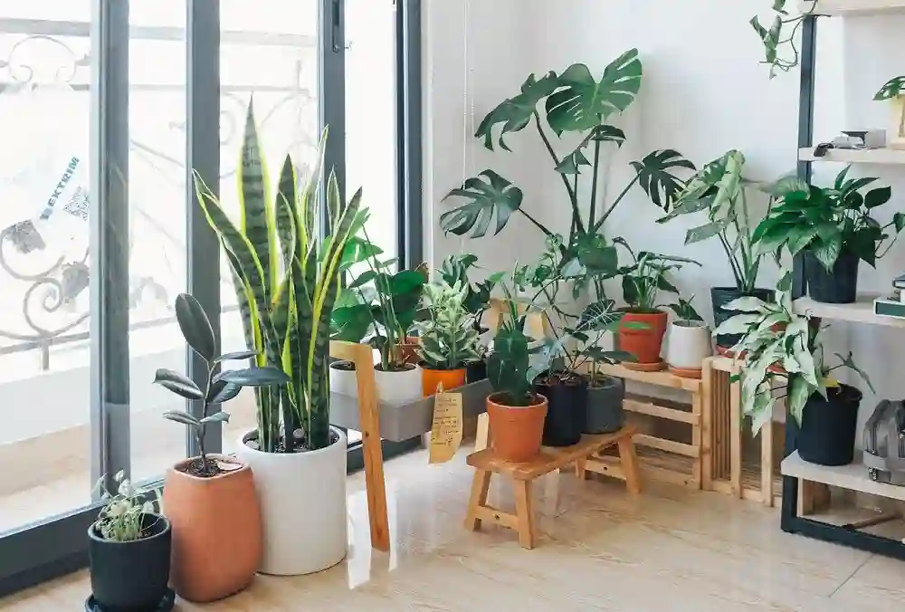  Best Indoor Air Purifying Plants for Healthy Living